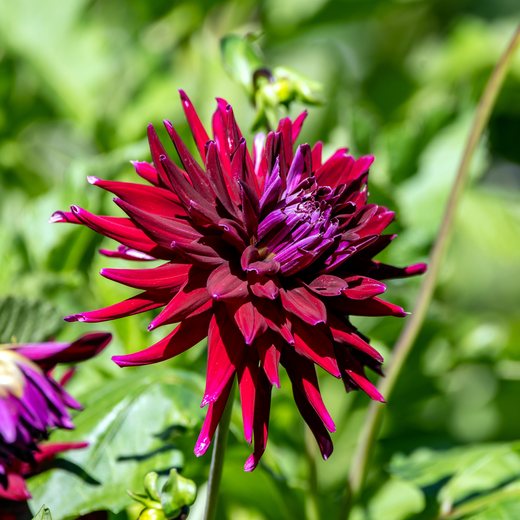 A magenta dahlia in bloom