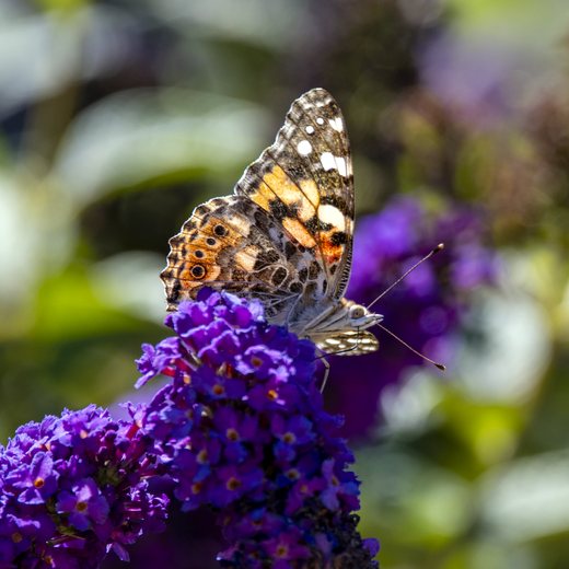 A painted lady butterfly with open wings on purple blossoms