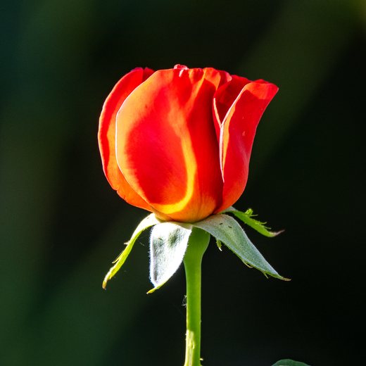 An orange rosebud just before opening