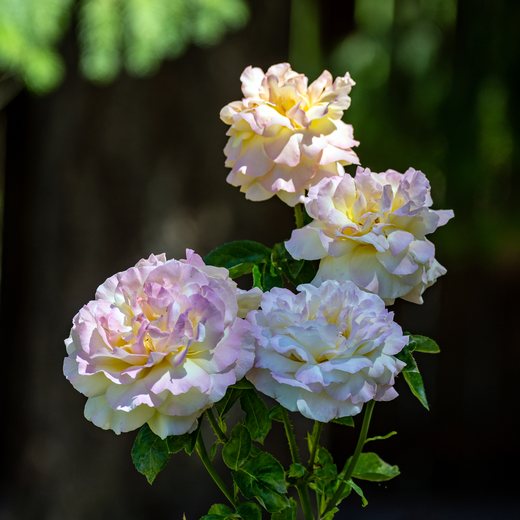 Pale roses in a cluster