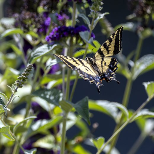 A swallowtail butterfly on a butterfly bush